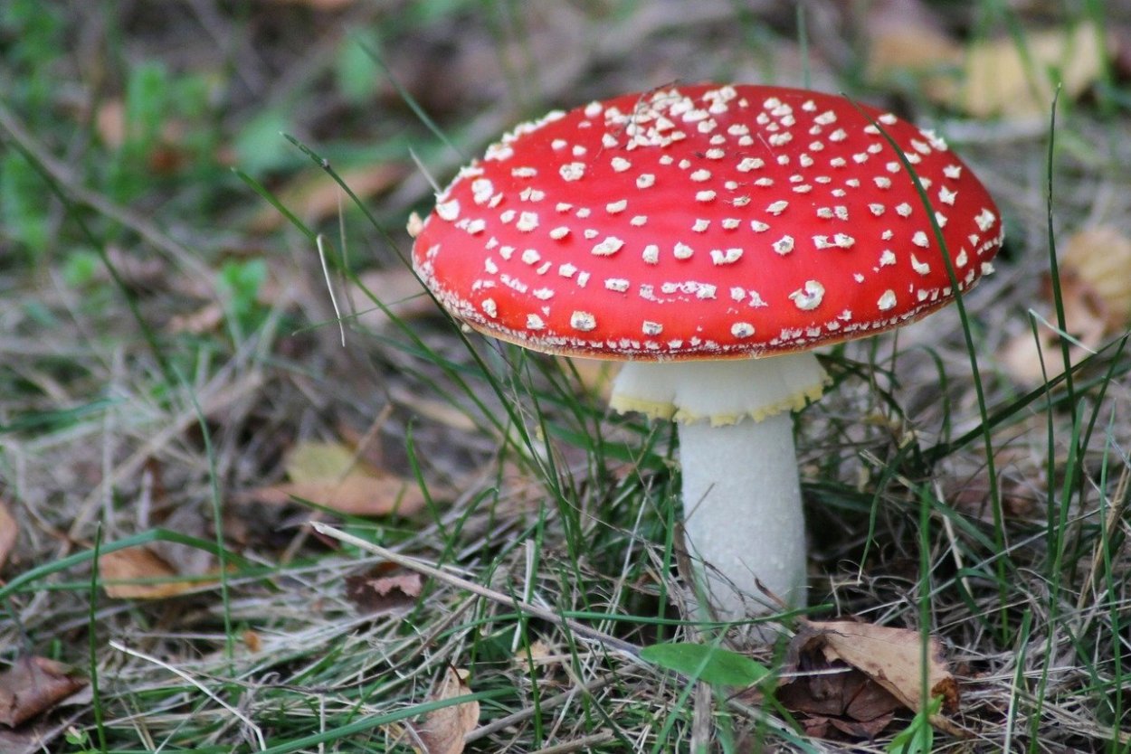 Ядовитый гриб с красной шляпкой