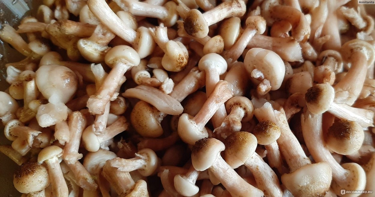 Китайские опята намеко