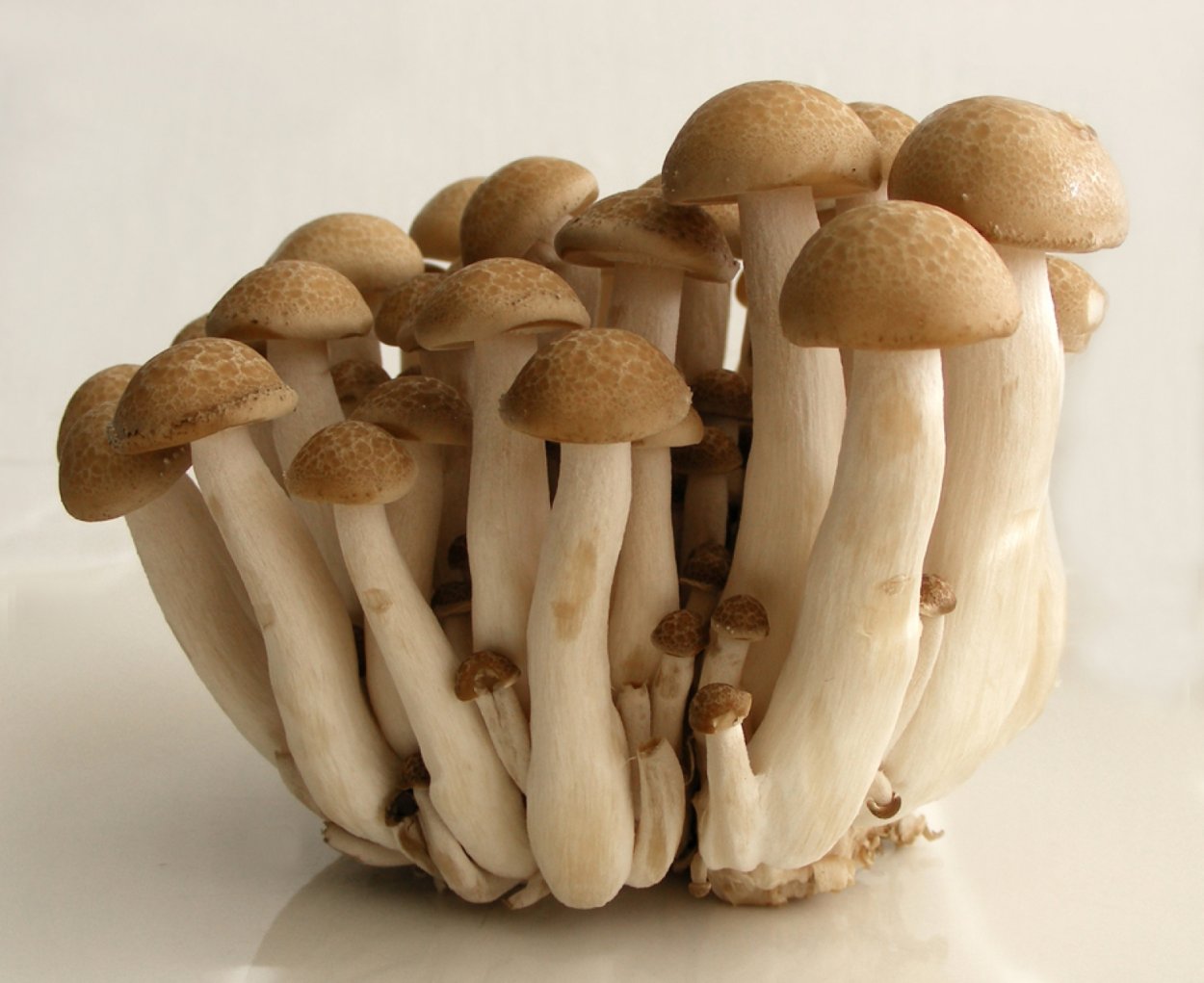 Грибы Эноки и шиитаке