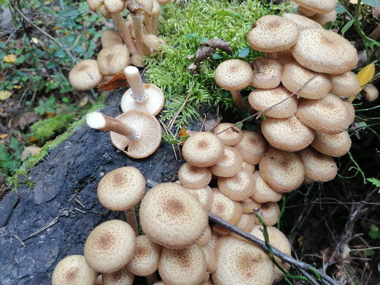 Пеньковые опята