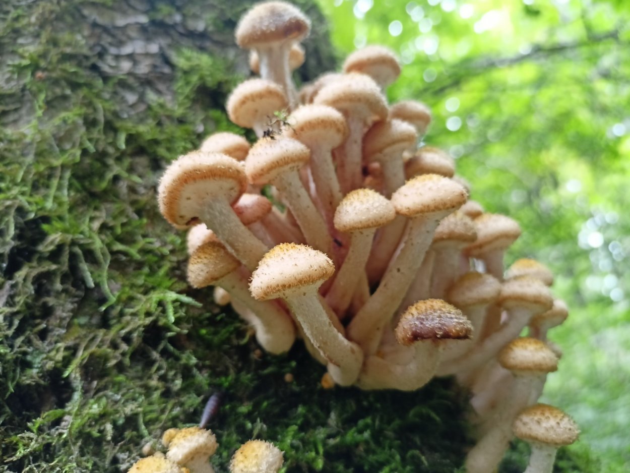 Armillaria mellea; Armillaria Borealis