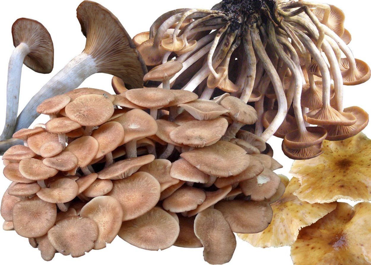 Опята осенние дубовые