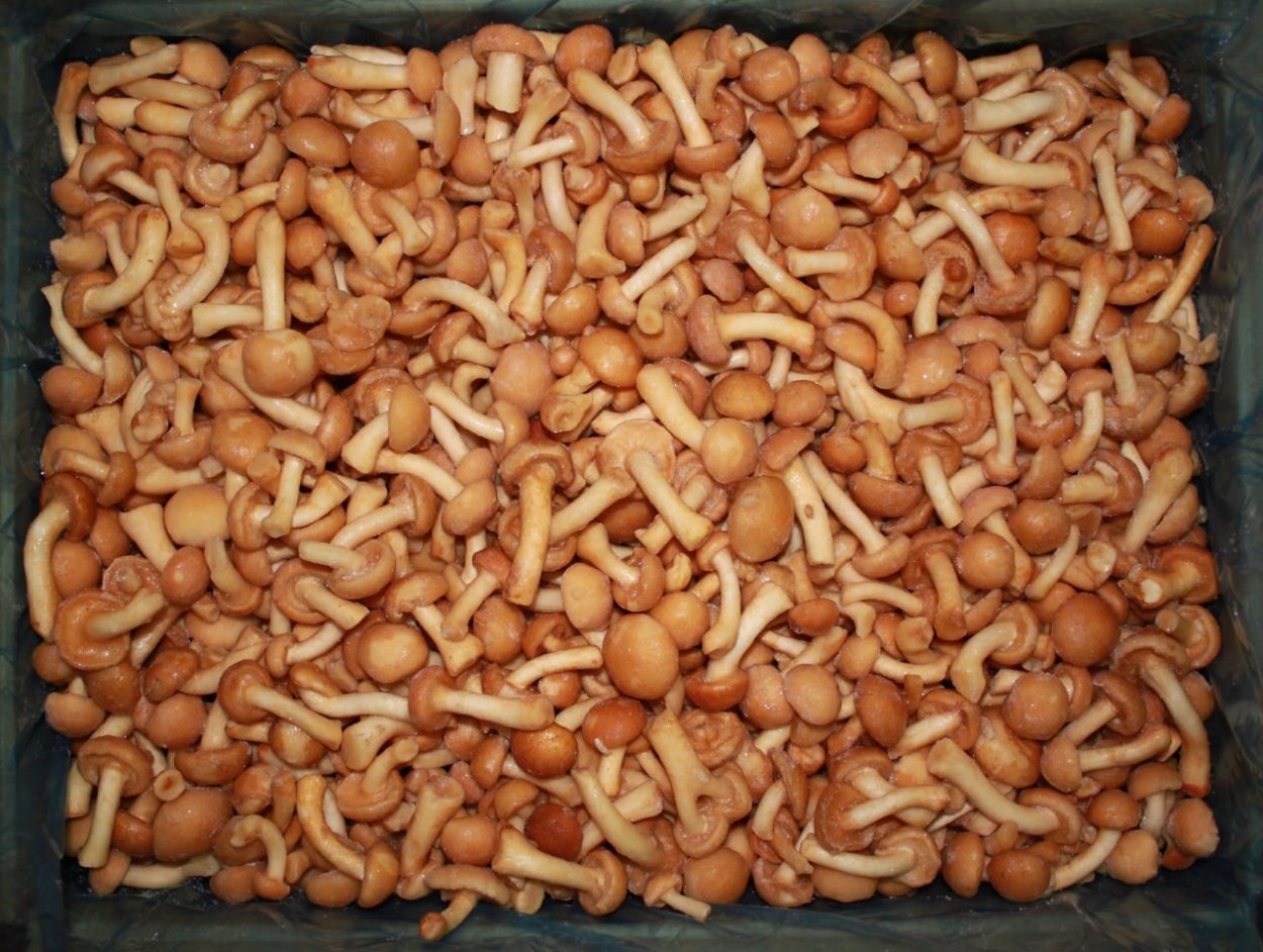 Грибы опята намеко