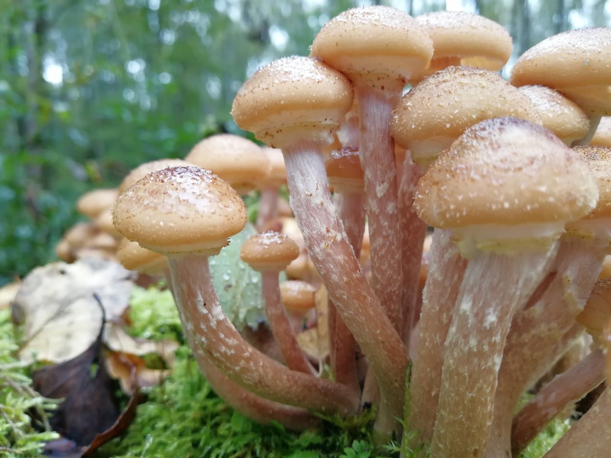 Опенок ссыхающийся Armillaria tabescens