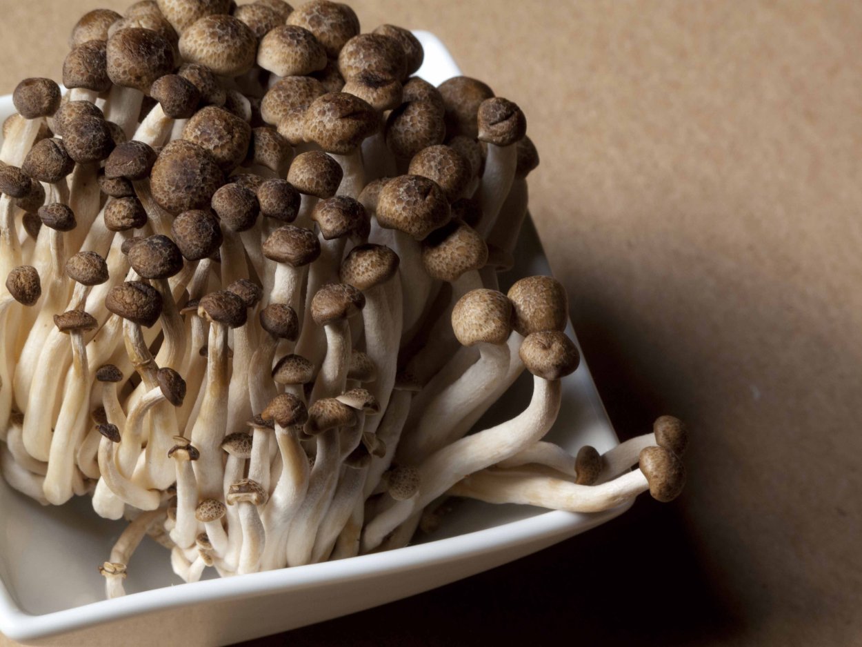 Опенок шимеджи