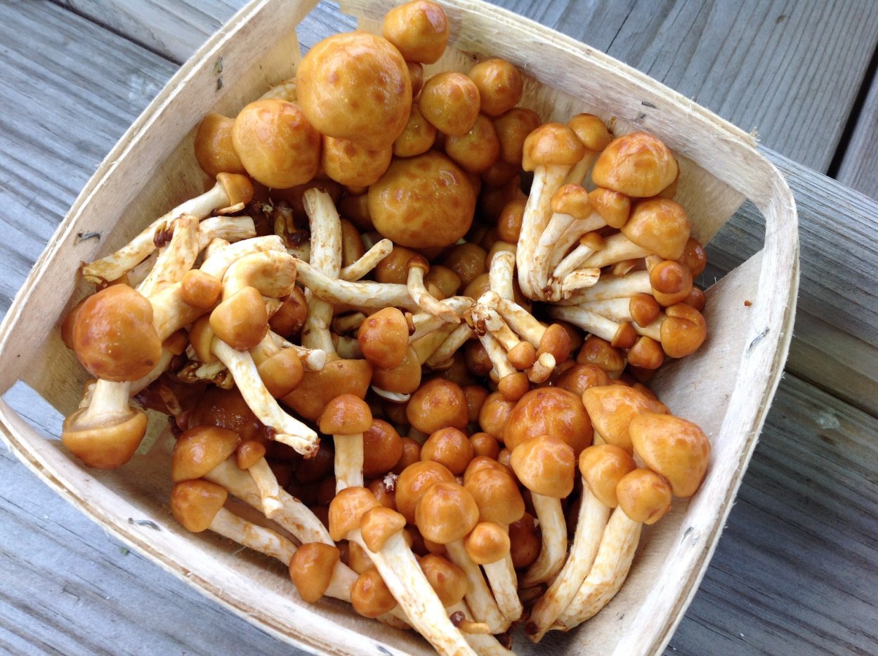 Чешуйчатка намеко