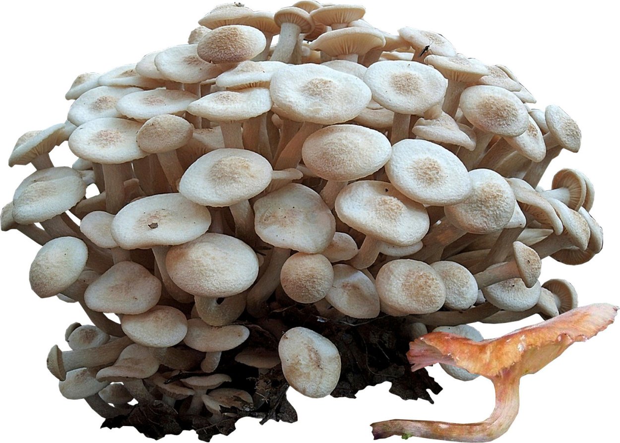 Грибы опенок скученный