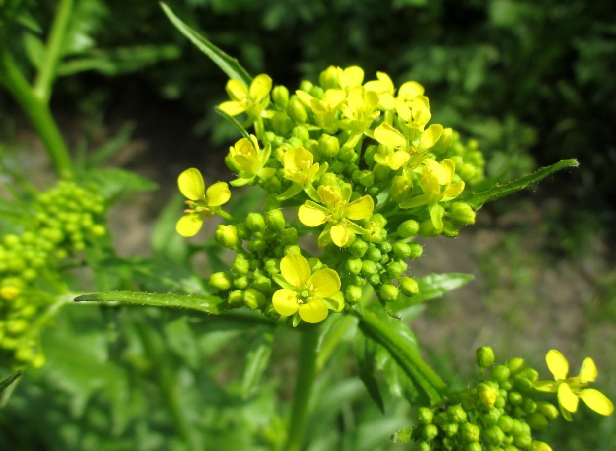 Свергибуза растение