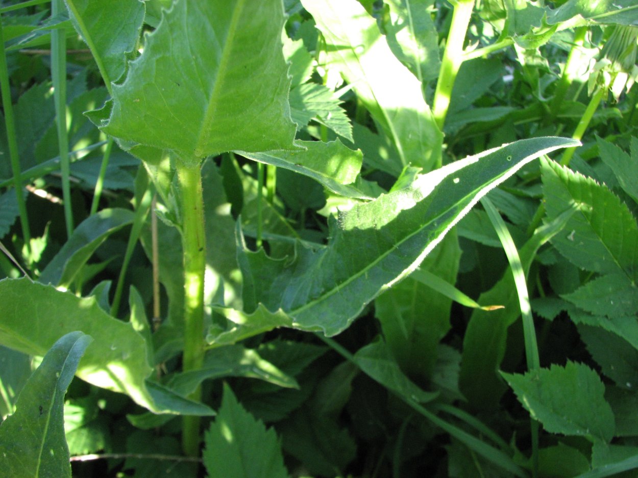 Свербига Восточная Bunias orientalis