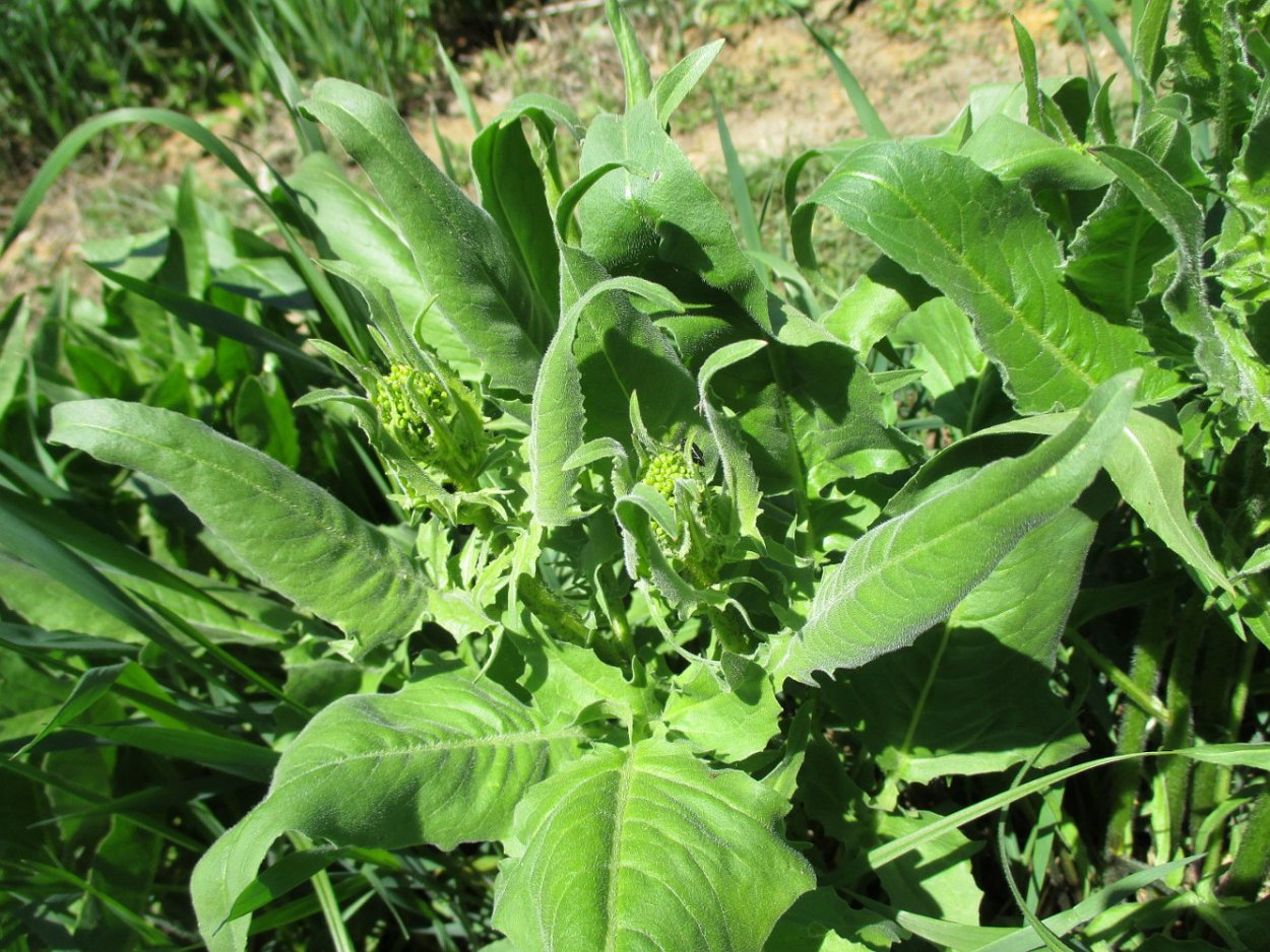 Свербига Восточная Bunias orientalis