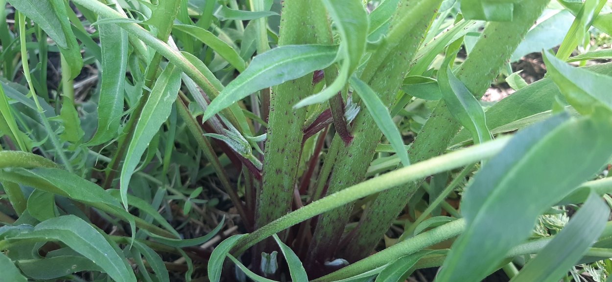 Горчица Полевая сурепка