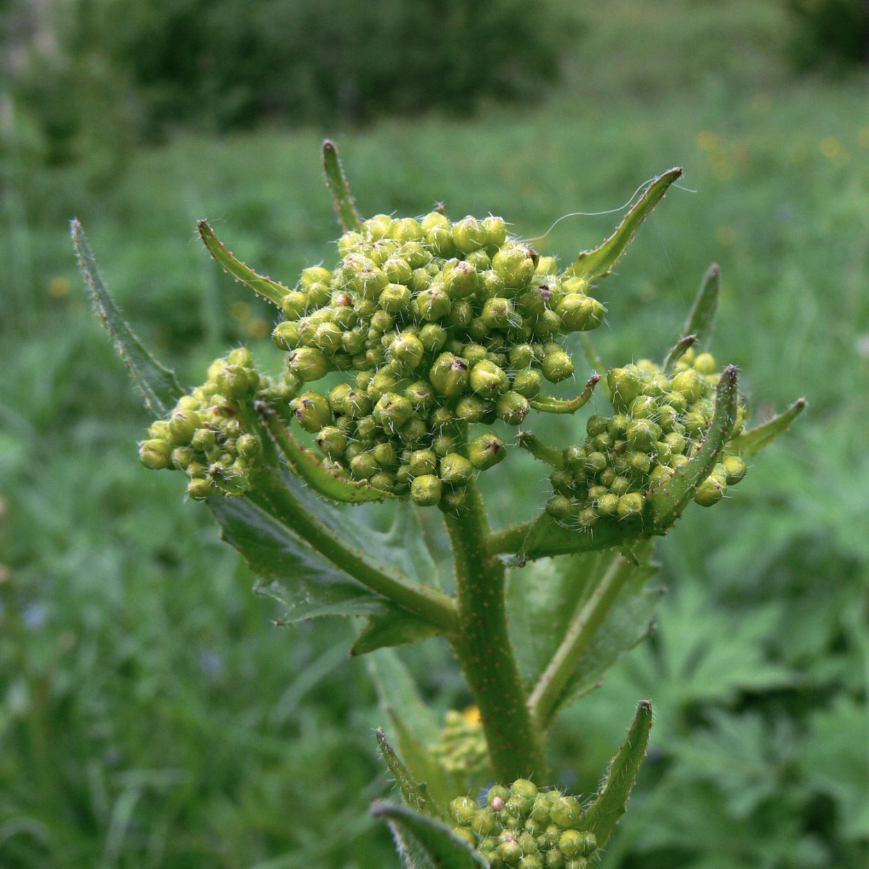 Сурепка свербига Восточная