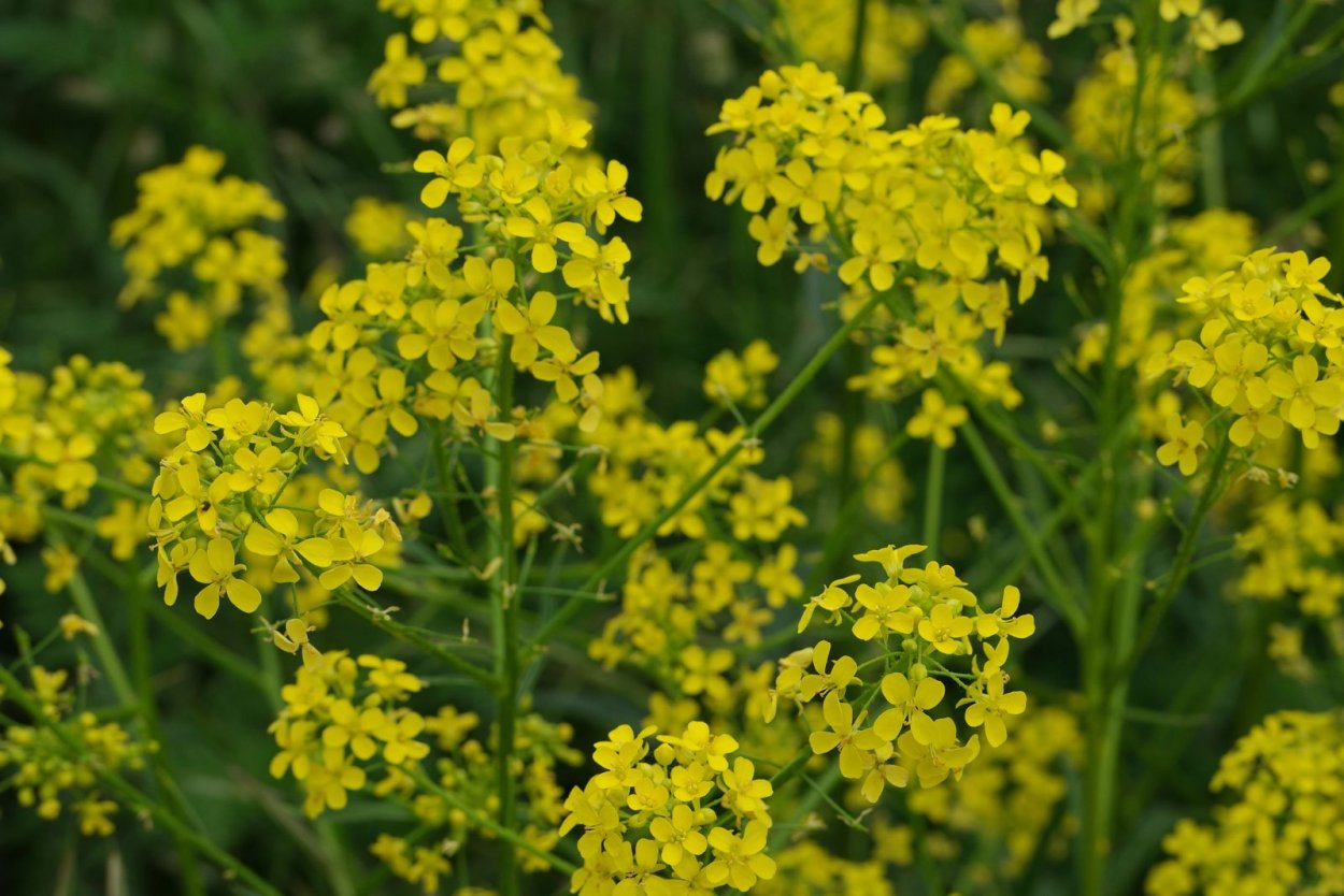 Съедобная зелень