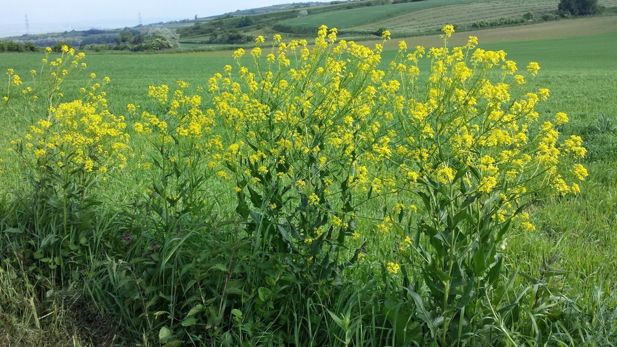 Свербига Восточная
