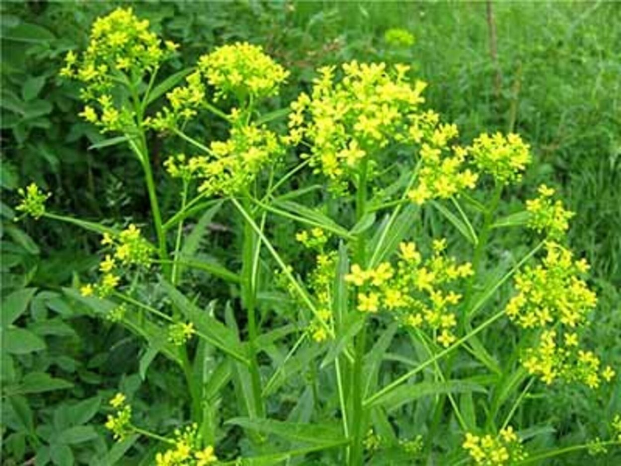 Гулявник сурепка