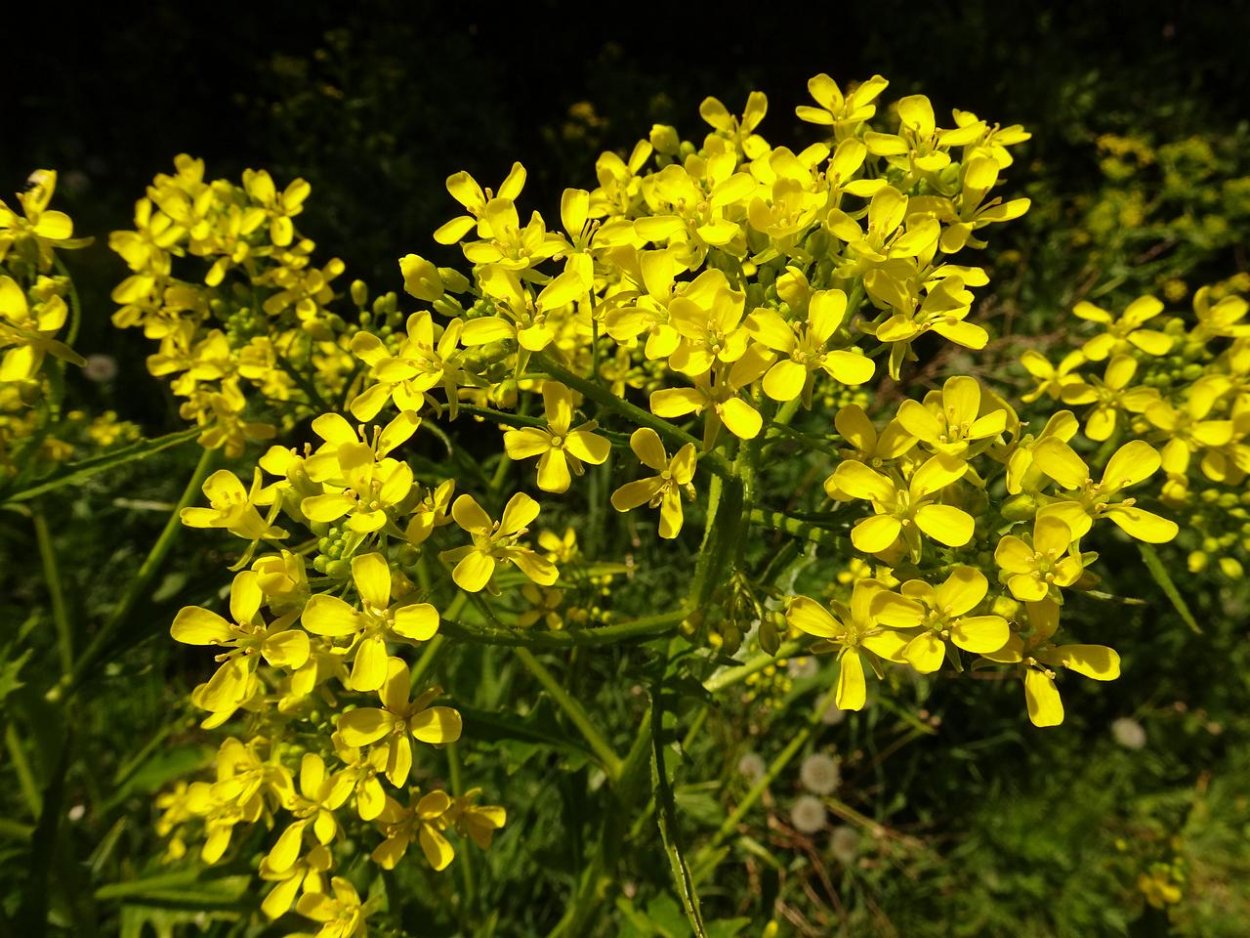 Свербига Восточная Bunias orientalis