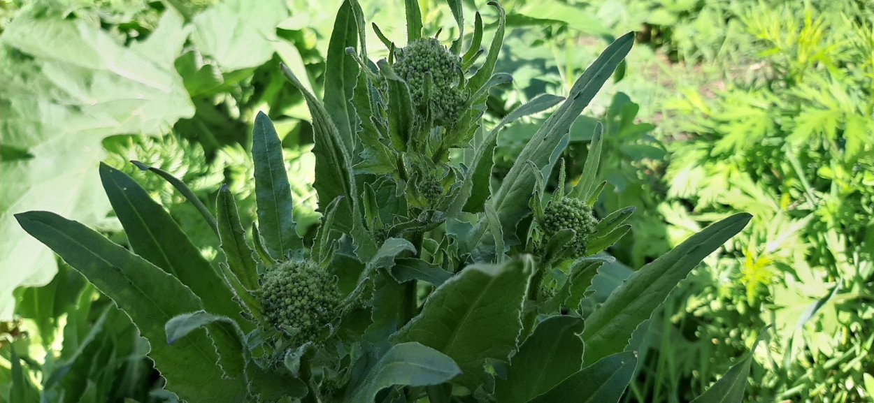 Сверби́га Восто́чная (Búnias orientális),