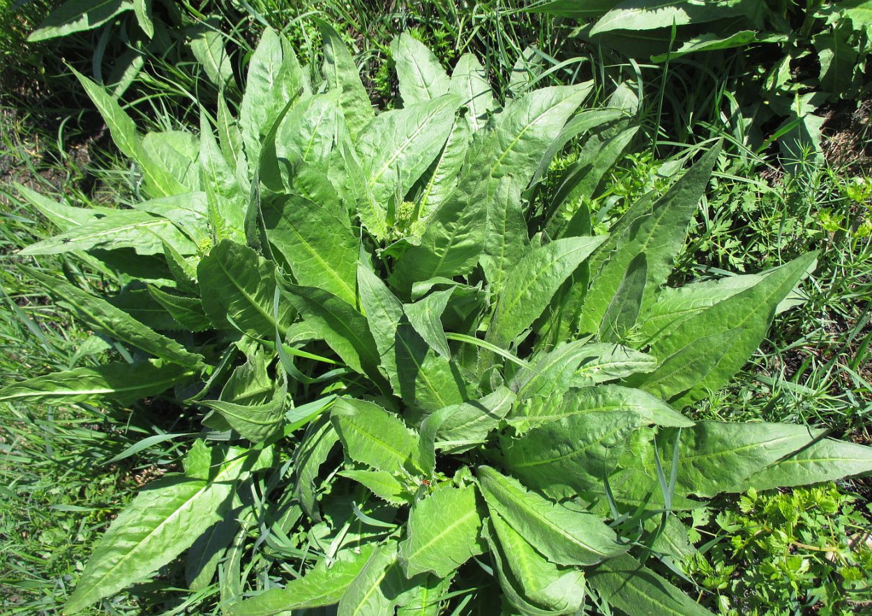 Свербига Восточная плод