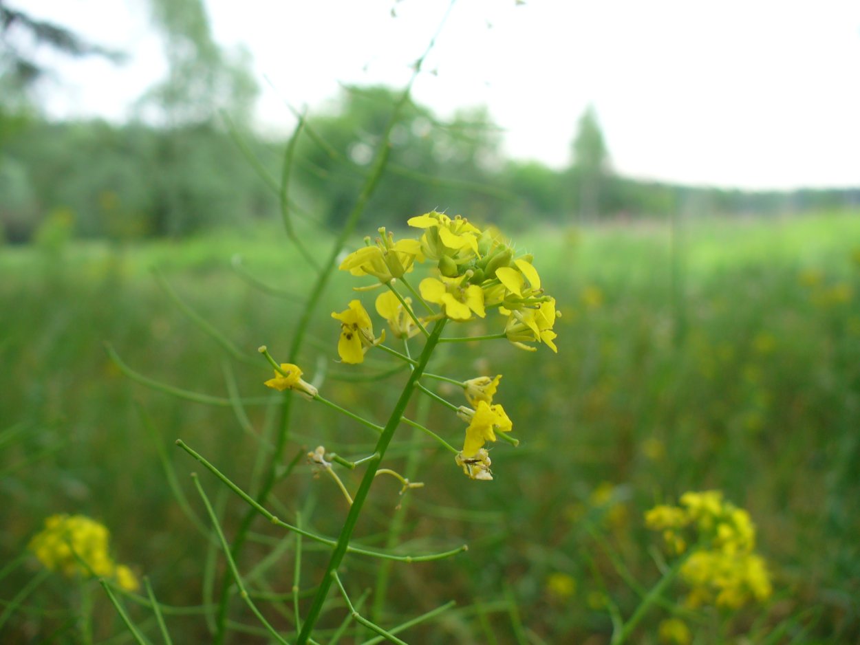 Дикарка трава съедобная