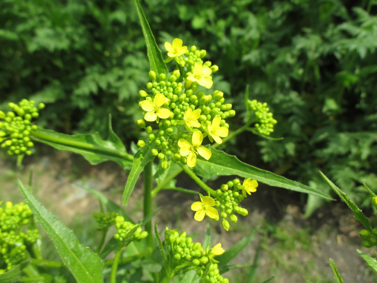 Свербига Восточная Bunias orientalis