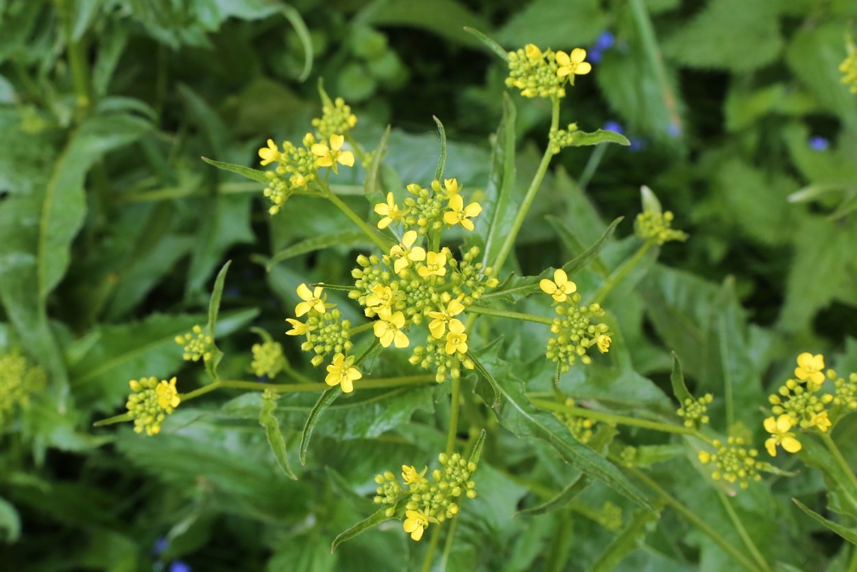 Дикая редька свербига