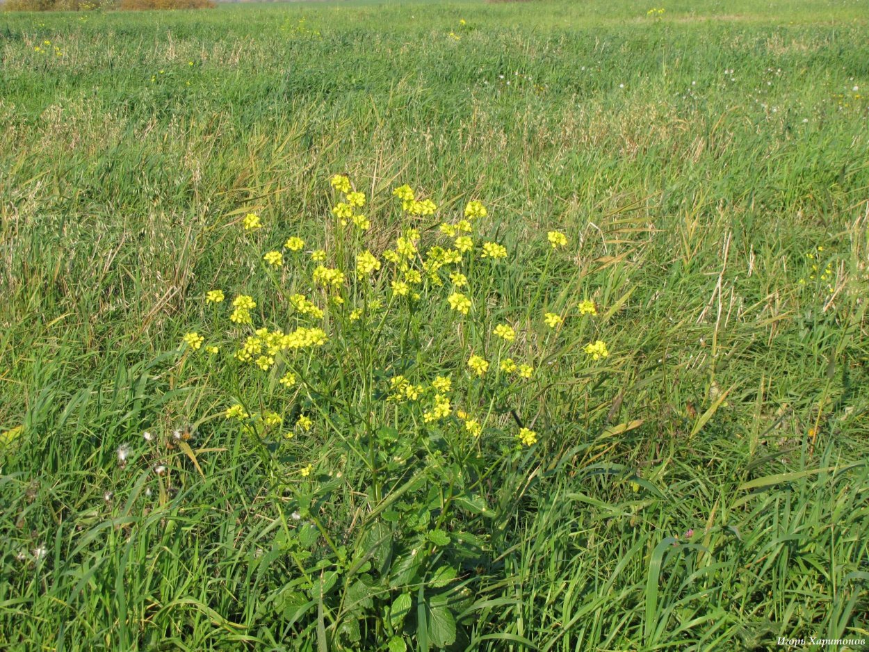 Лесная сурепка
