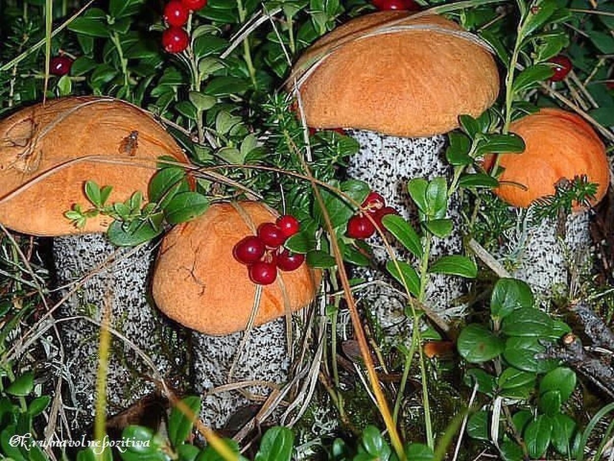 Боровики брусника