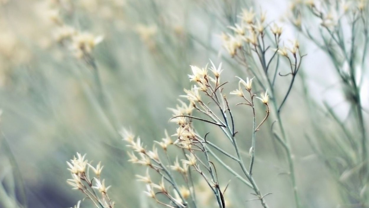 Девушка в траве