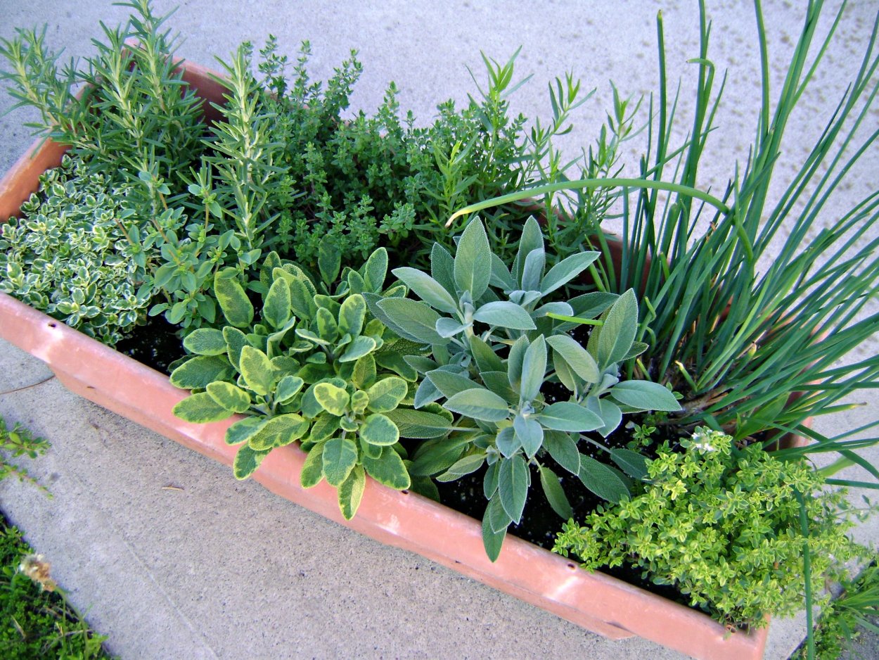 Клумба грядка розмарин тимьян