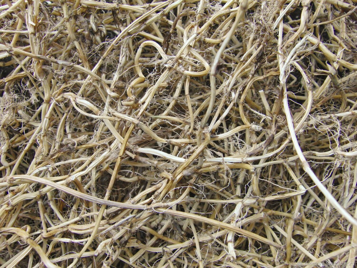 Огородный сорняк пырей