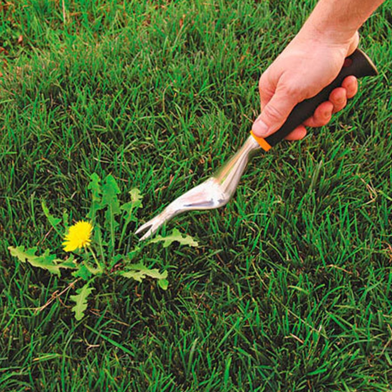Полынь горькая чернобыльник