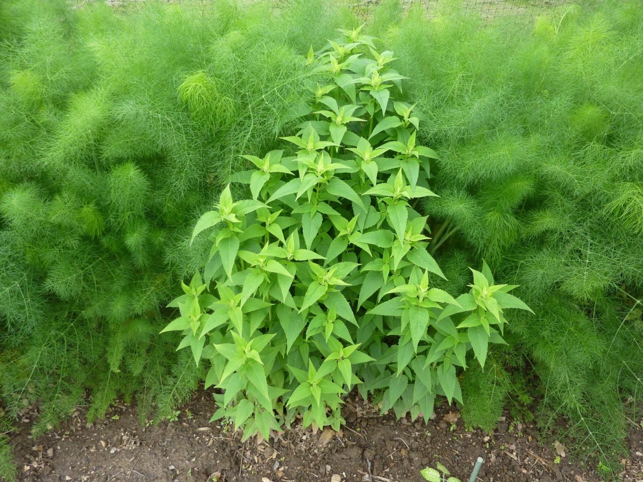 Душистая Огородная трава