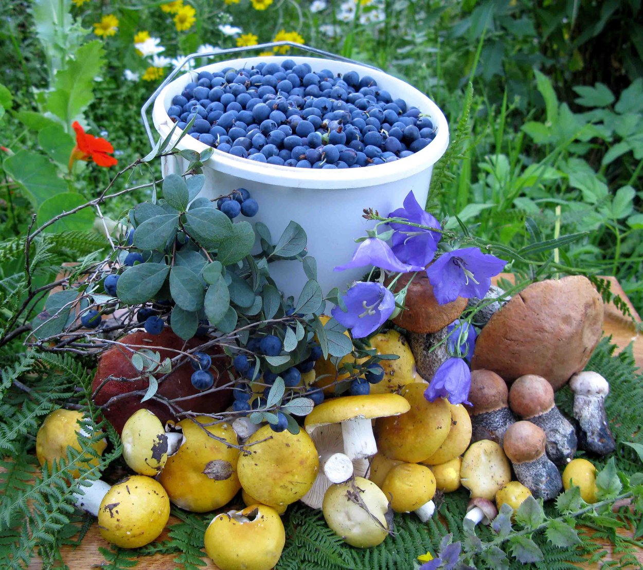 Грибы в осеннем лесу