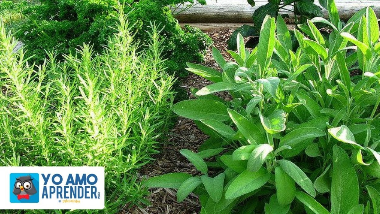 Многолетние душистые травы для сада