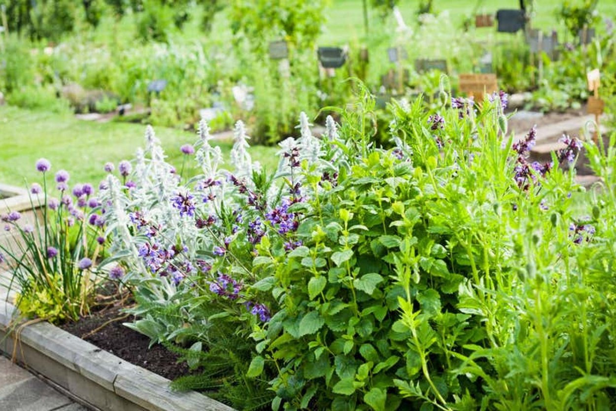 Клумба розмарин мята