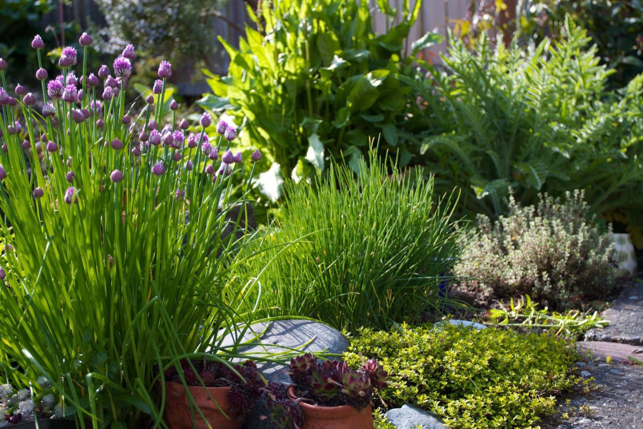 Пряные многолетники