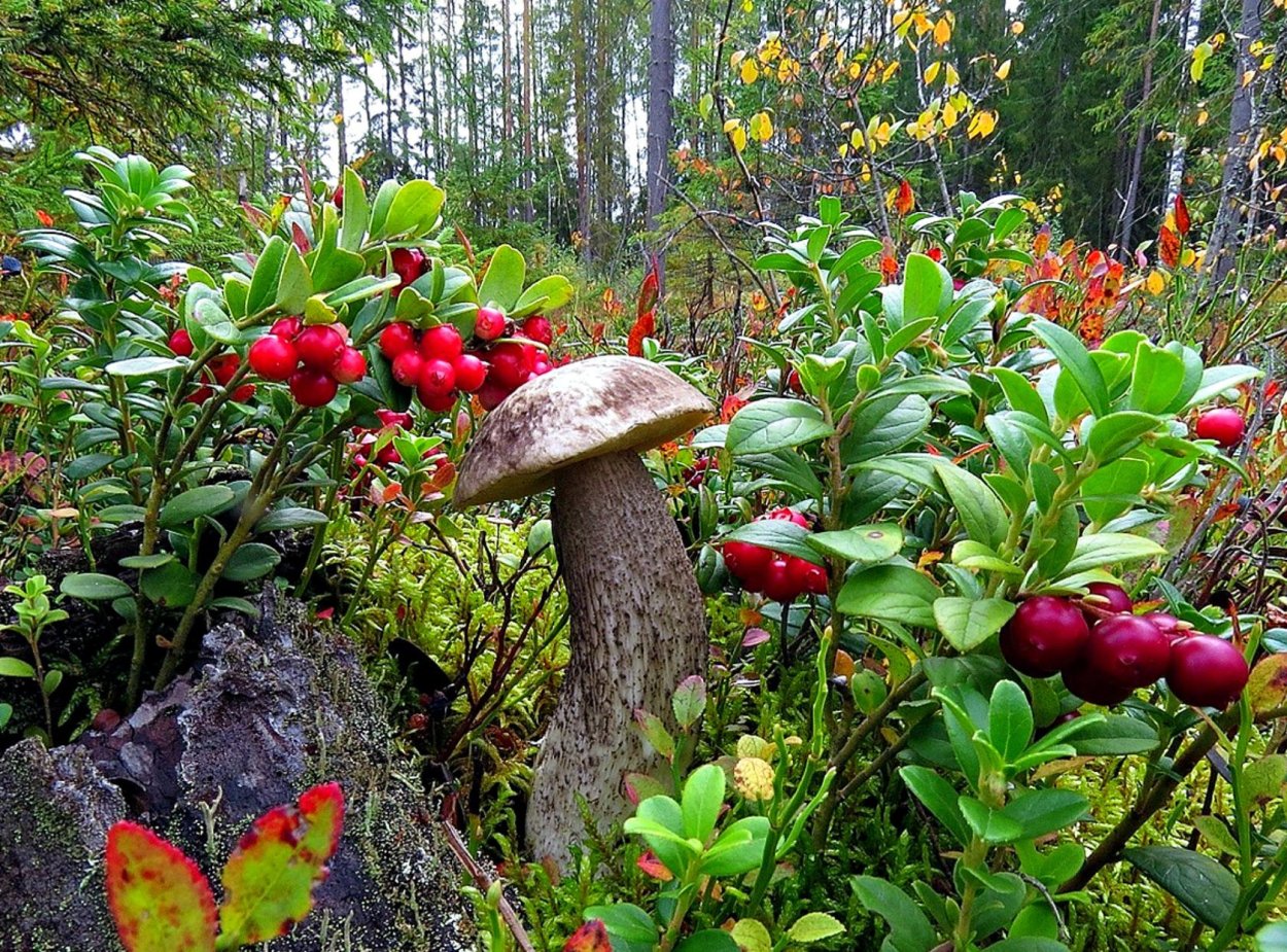 Осенние дары леса