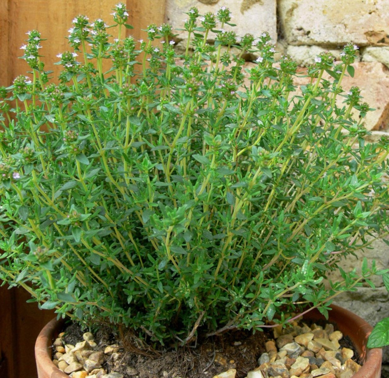 Тимьян овощной чабрец