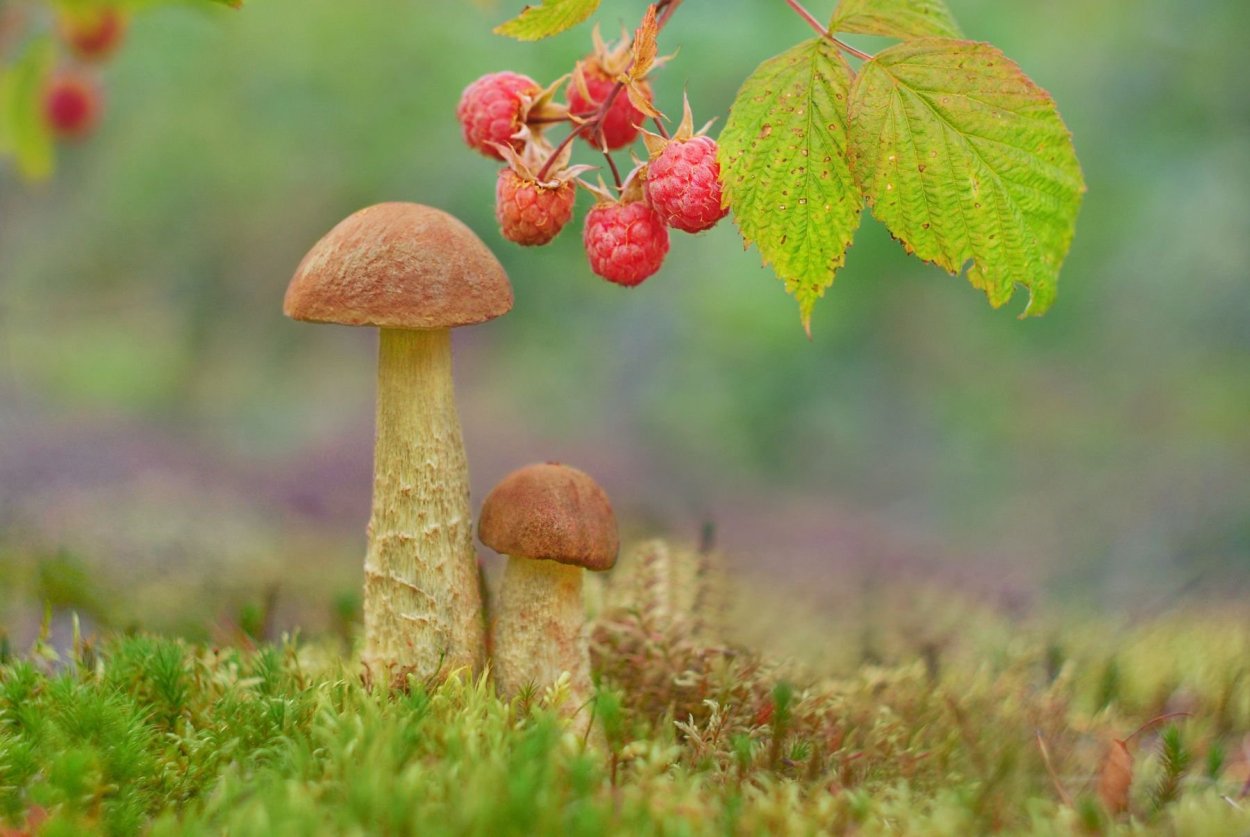 Грибы брусника голубика севера