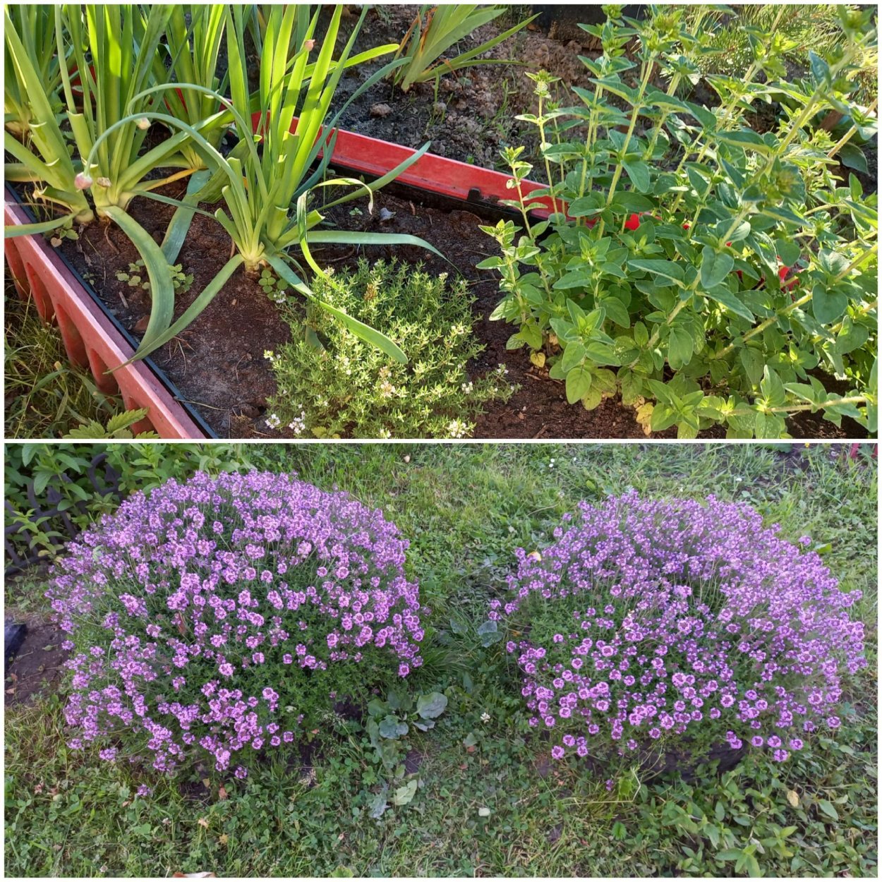 Пряные травы для огорода многолетние