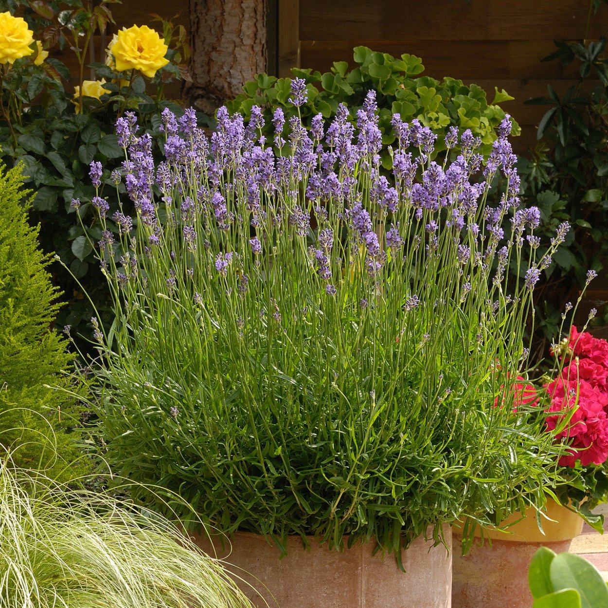 Лаванда узколистная Манстед