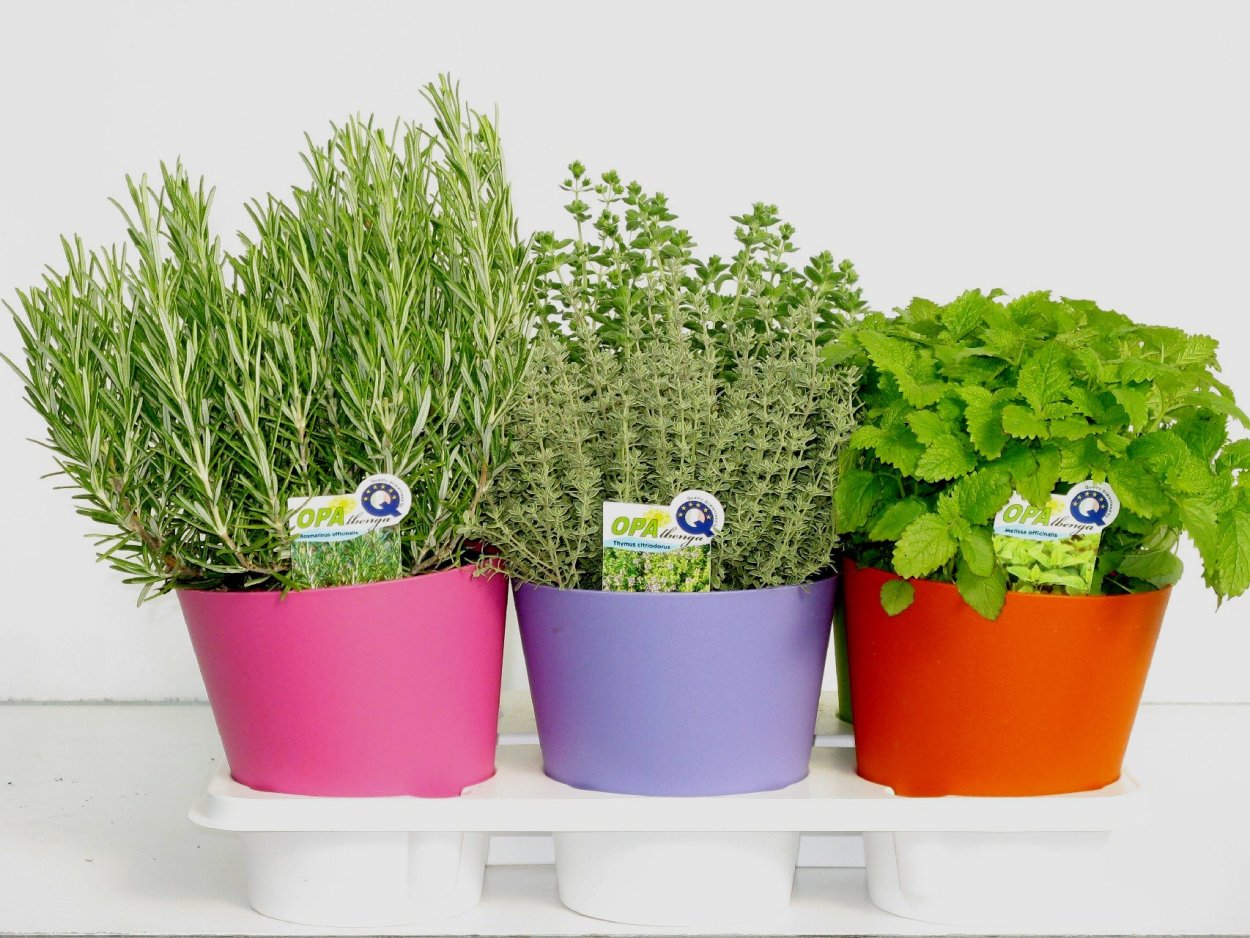 Зелень в горшке "розмарин"