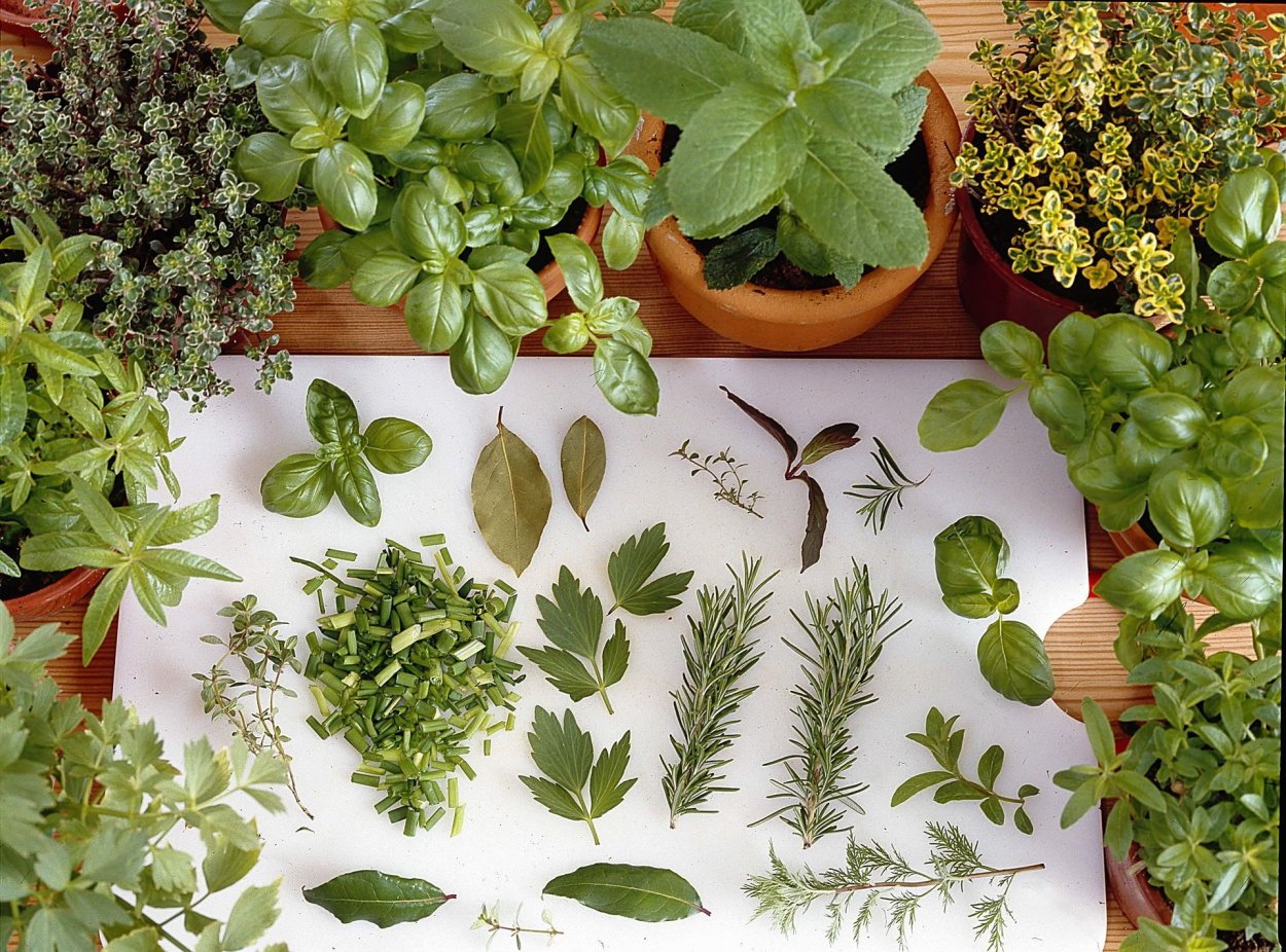 Пряные травы Лемонграсс, базилик, мята