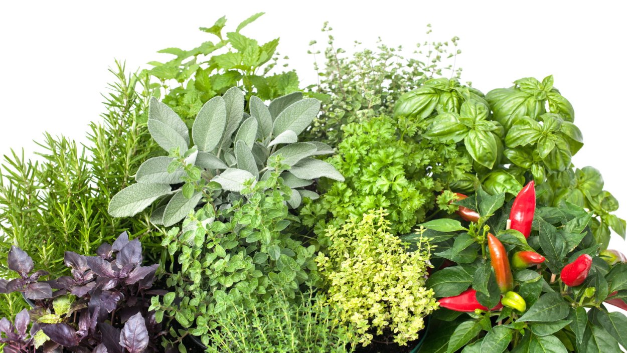 Травы перец базилик мята