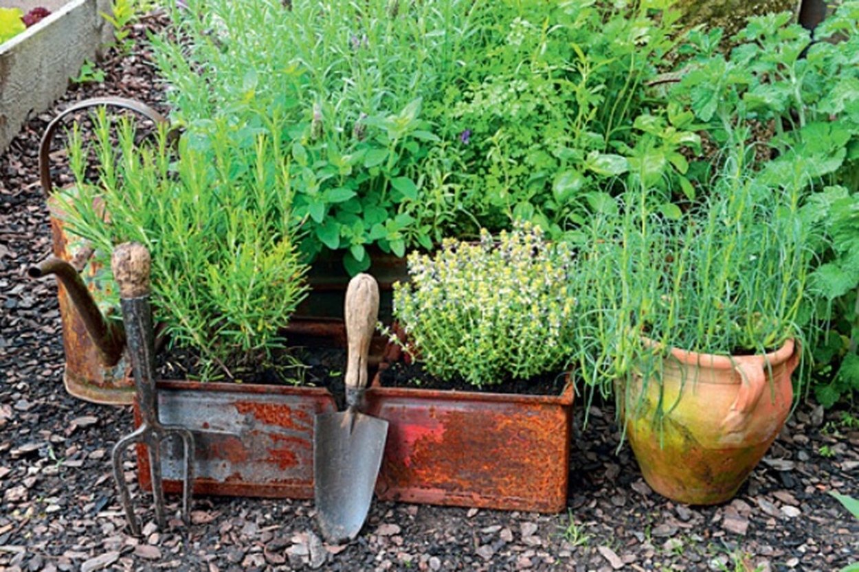 Грядка с лекарственными и пряными