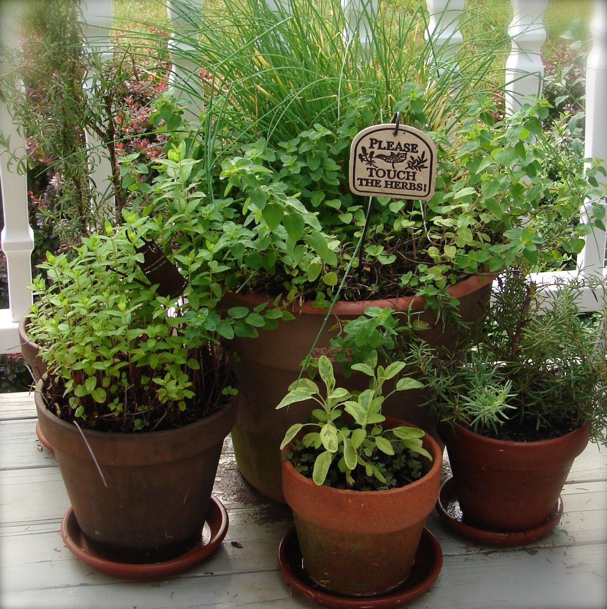 Розмарин чабрец орегано клумба