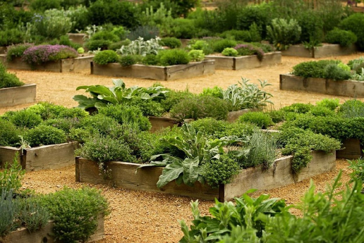 Аптекарский огород пряные травы