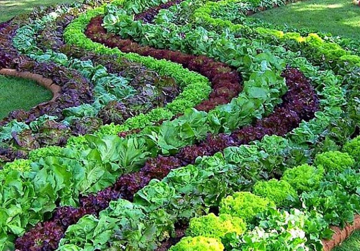 Смесь овощных культур