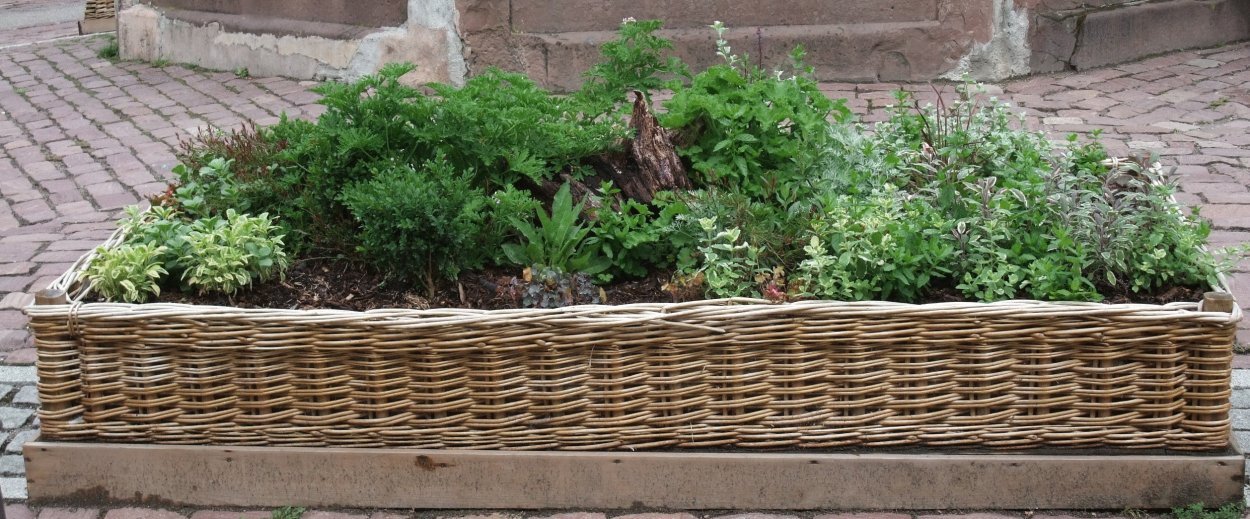 Клумба из трав для чая