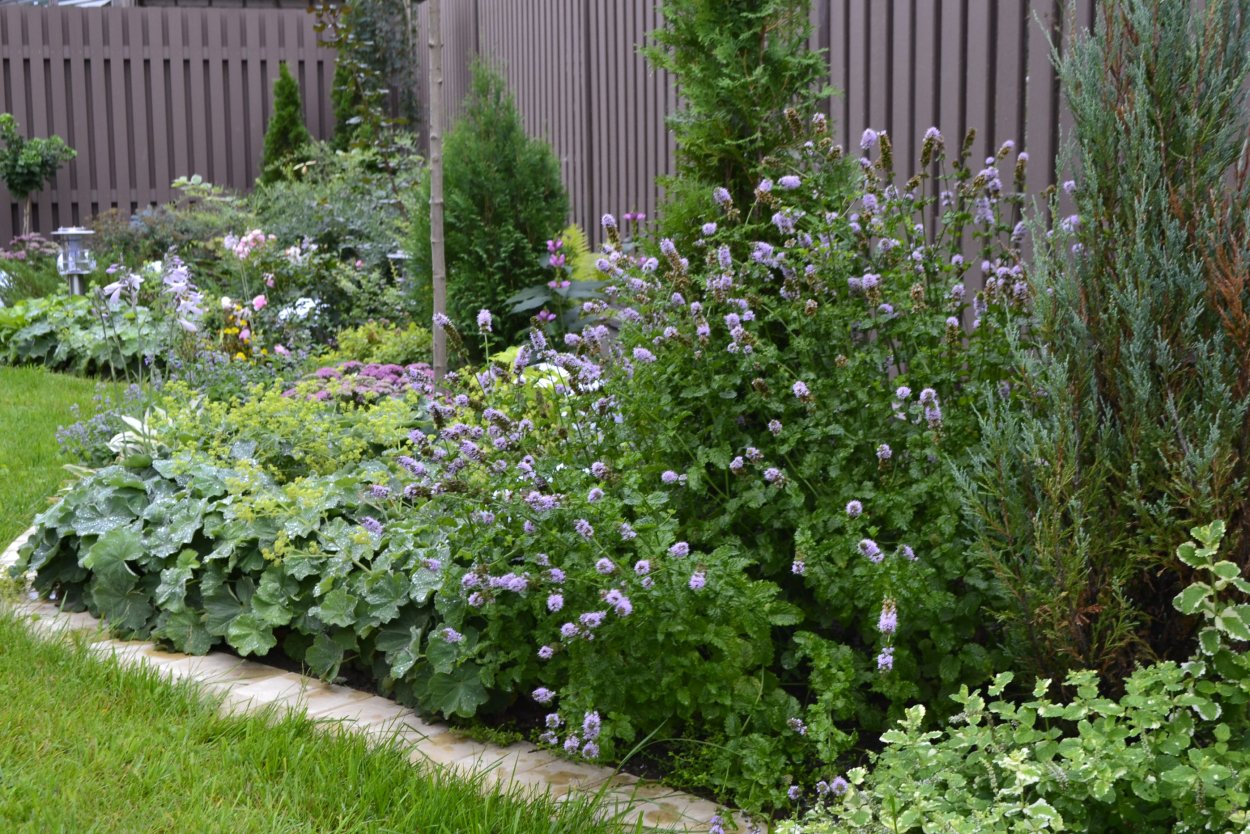 Мелисса, мята, иссоп на клумбе